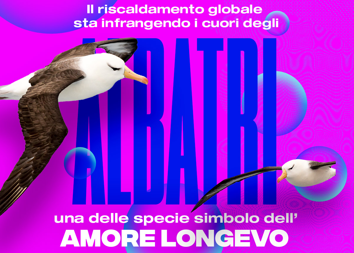 riscaldamento-globale-conseguenze-albatros-monogamia